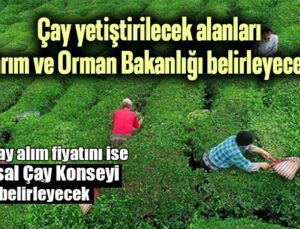 Çay Yetiştirilecek Alanları Tarım Ve Orman Bakanlığı Belirleyecek