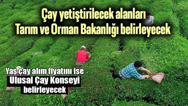 Çay Yetiştirilecek Alanları Tarım Ve Orman Bakanlığı Belirleyecek