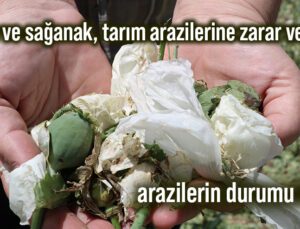 Dolu Ve Sağanak, Tarım Arazilerine Zarar Verdi