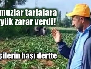 Domuzlar Tarlalara Büyük Zarar Verdi!