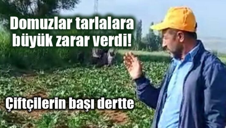 Domuzlar Tarlalara Büyük Zarar Verdi!