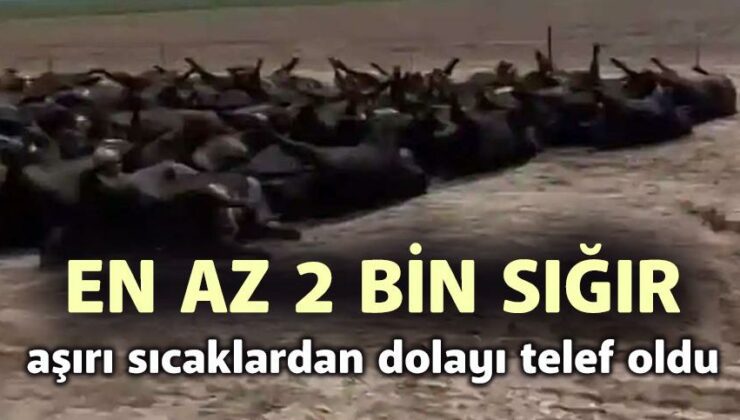 En Az 2 Bin Sığır Aşırı Sıcaklardan Dolayı Telef Oldu