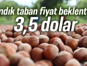 Fındık Taban Fiyat Beklentisi 3,5 Dolar