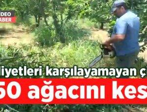 Maliyetleri Karşılayamayan Çiftçi 250 Ağacını Kesti!