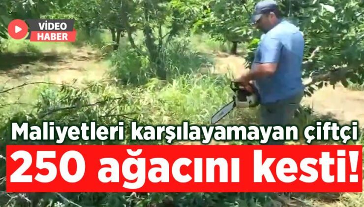 Maliyetleri Karşılayamayan Çiftçi 250 Ağacını Kesti!