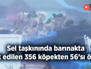 Sel Taşkınında Barınakta Terk Edilen 356 Köpekten 56’Sı Öldü!