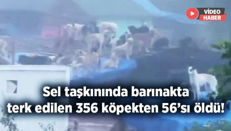 Sel Taşkınında Barınakta Terk Edilen 356 Köpekten 56’Sı Öldü!