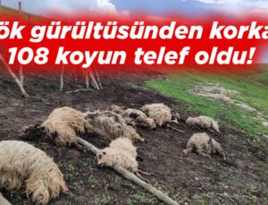 Gök Gürültüsünden Korkan 108 Koyun Telef Oldu!