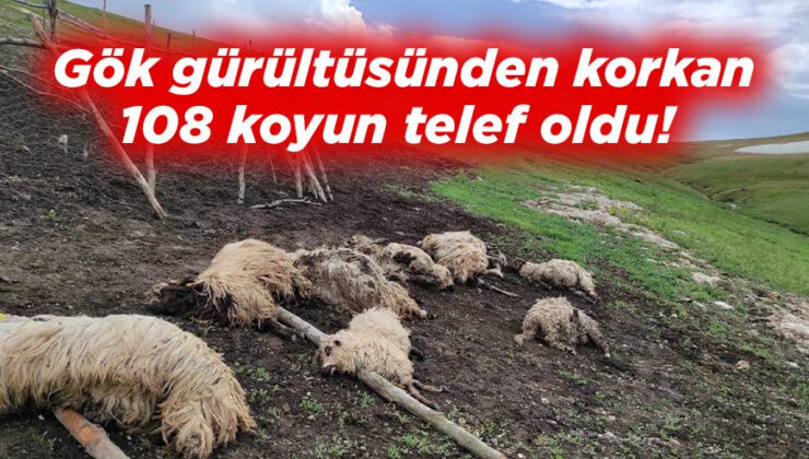 Gök Gürültüsünden Korkan 108 Koyun Telef Oldu!