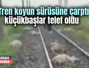 Tren Koyun Sürüsüne Çarptı: Küçükbaşlar Telef Oldu