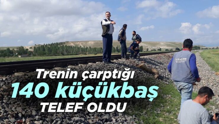 Trenin Çarptığı 140 Küçükbaş Telef Oldu