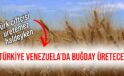 Türk çiftçisi üretemez haldeyken Türkiye Venezuela’da buğday üretecek