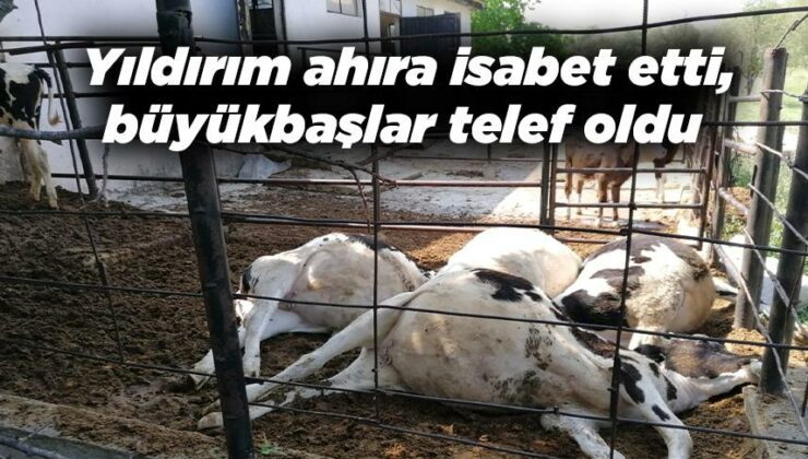 Yıldırım Ahıra Isabet Etti, Büyükbaşlar Telef Oldu