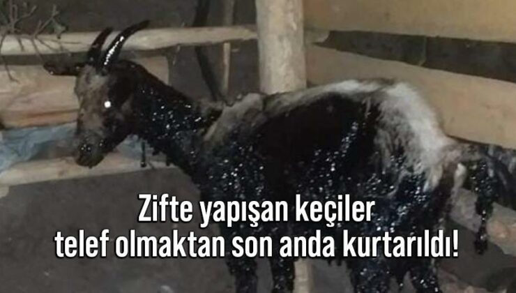 Zifte Yapışan Keçiler Telef Olmaktan Son Anda Kurtarıldı!