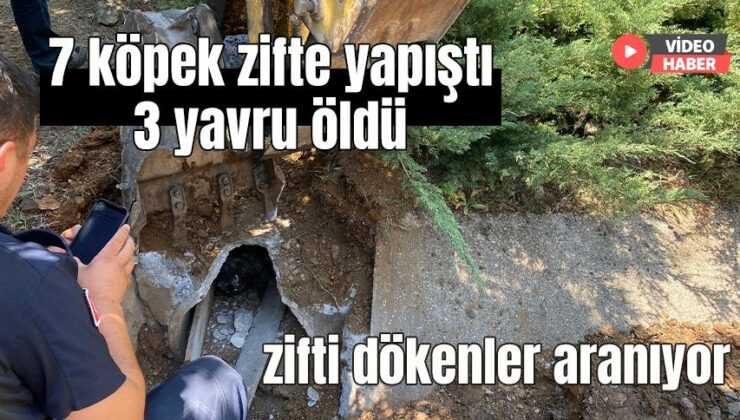 7 Köpek Zifte Yapıştı 3 Yavru Öldü