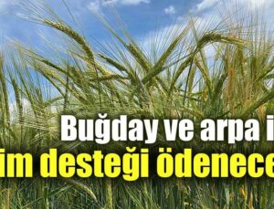 Buğday Ve Arpa Için Prim Desteği Ödenecek!