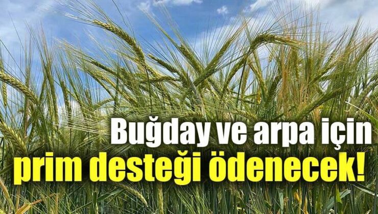 Buğday Ve Arpa Için Prim Desteği Ödenecek!