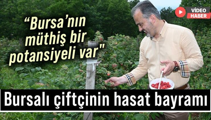 Bursalı Çiftçinin Hasat Bayramı