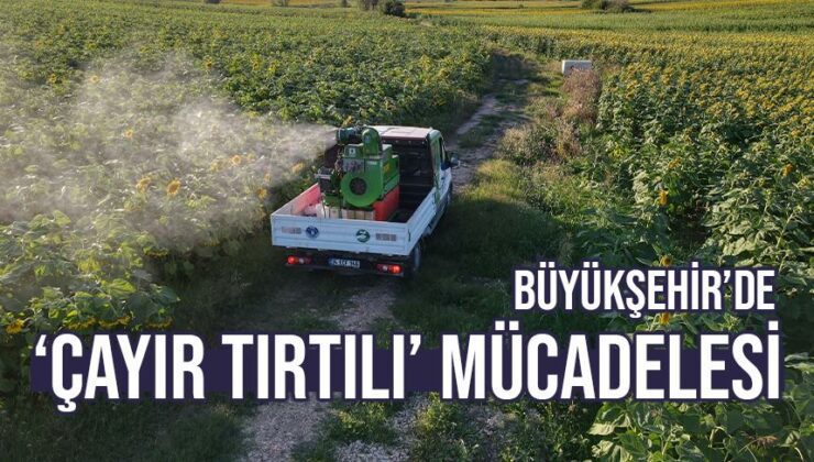 Büyükşehir’De ‘Çayır Tırtılı’ Mücadelesi