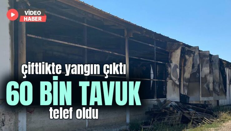 Çiftlikte Yangın Çıktı 60 Bin Tavuk Telef Oldu