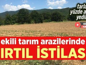 Ekili Tarım Arazilerinde Tırtıl Istilası!