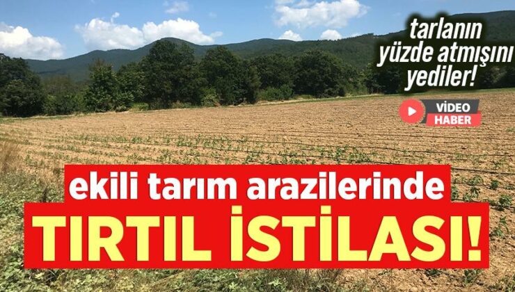 Ekili Tarım Arazilerinde Tırtıl Istilası!