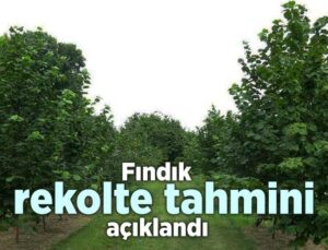 Fındık Rekolte Tahmini Açıklandı