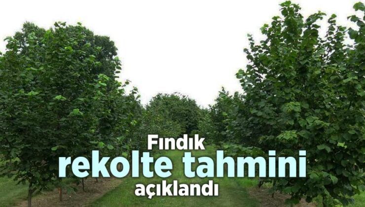 Fındık Rekolte Tahmini Açıklandı