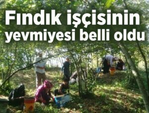 Fındık Işçisinin Yevmiyesi Belli Oldu