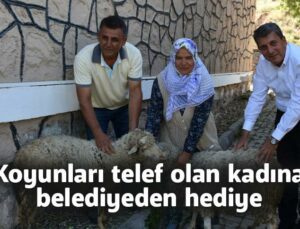 Koyunları Telef Olan Kadına  Belediyeden Hediye