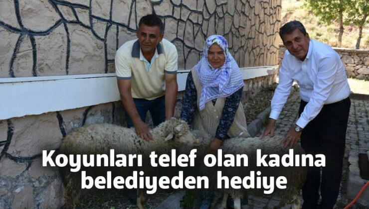 Koyunları Telef Olan Kadına  Belediyeden Hediye