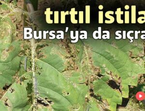 Tırtıl Istilası Bursa’ya Da Sıçradı!