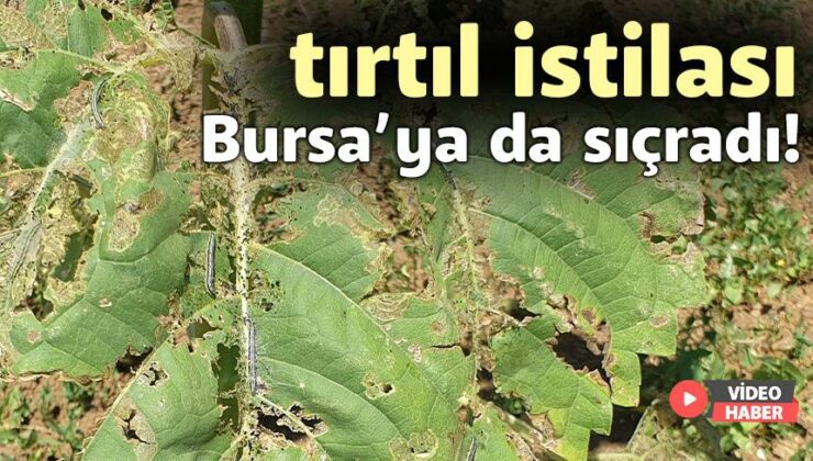 Tırtıl Istilası Bursa’ya Da Sıçradı!