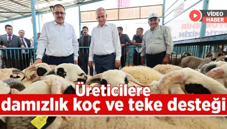 Üreticilere Damızlık Koç Ve Teke Desteği