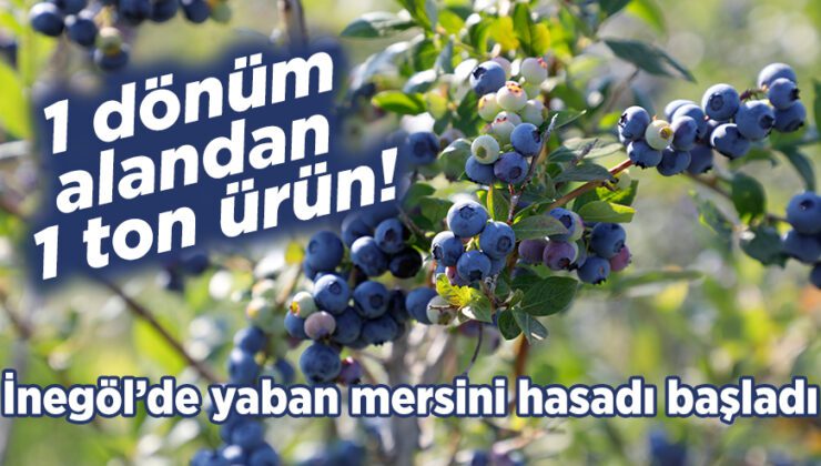 İnegöl’de Yaban Mersini Hasadı Başladı