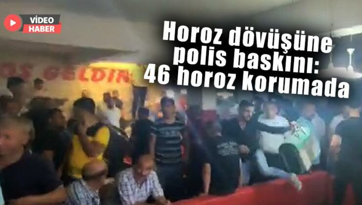Yasadışı Horoz Dövüşüne Polis Baskını: 46 Horoz Korumaya Alındı