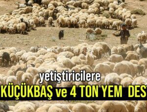 Yetiştiricilere 450 Küçükbaş Ve 4 Ton Yem Desteği