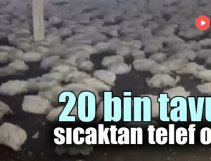 20 Bin Tavuk Sıcaktan Telef Oldu