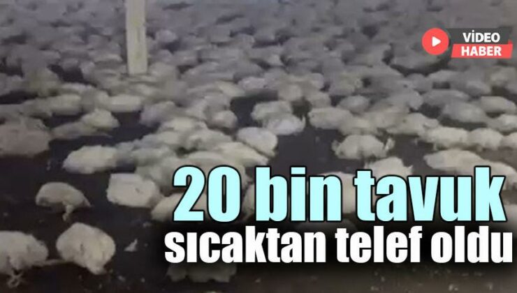 20 Bin Tavuk Sıcaktan Telef Oldu