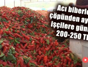 Acı Biberleri Çöpünden Ayıran Işçilere Günlük 200-250 Tl