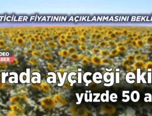 Burada Ayçiçeği Ekimi Yüzde 50 Arttı