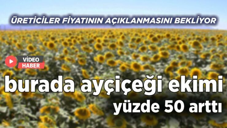 Burada Ayçiçeği Ekimi Yüzde 50 Arttı