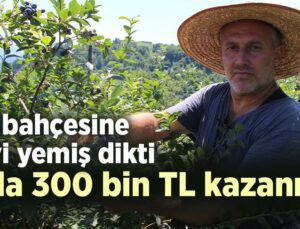 Çay bahçesine mavi yemiş dikti yılda 300 bin TL kazanıyor