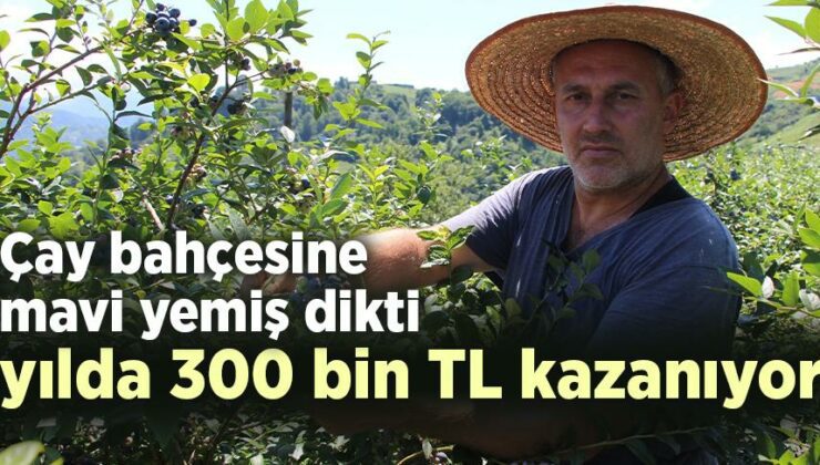 Çay Bahçesine Mavi Yemiş Dikti Yılda 300 Bin Tl Kazanıyor