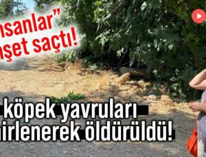 “İnsanlar” Dehşet Saçtı! Köpek Yavruları  Zehirlenerek Öldürüldü