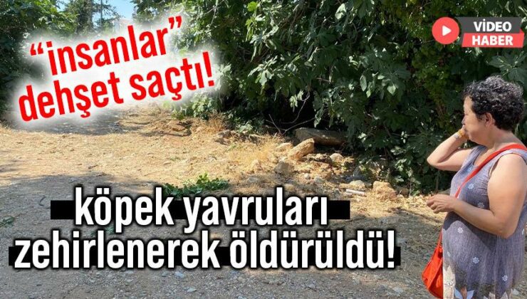 “İnsanlar” Dehşet Saçtı! Köpek Yavruları  Zehirlenerek Öldürüldü