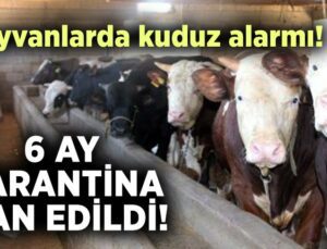 Hayvanlarda Kuduz Alarmı! 6 Ay Karantina Ilan Edildi!