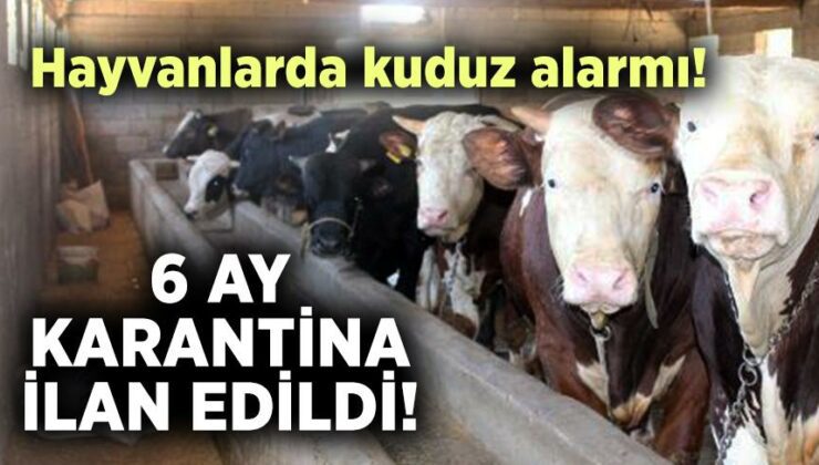 Hayvanlarda Kuduz Alarmı! 6 Ay Karantina Ilan Edildi!