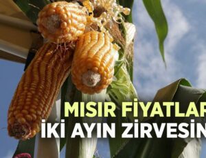 Mısır Fiyatları Iki Ayın Zirvesinde