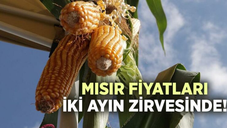 Mısır Fiyatları Iki Ayın Zirvesinde